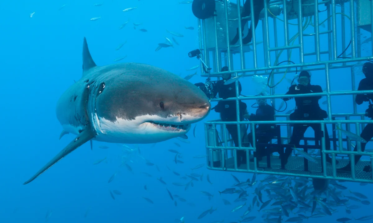 Shark Cage Diving