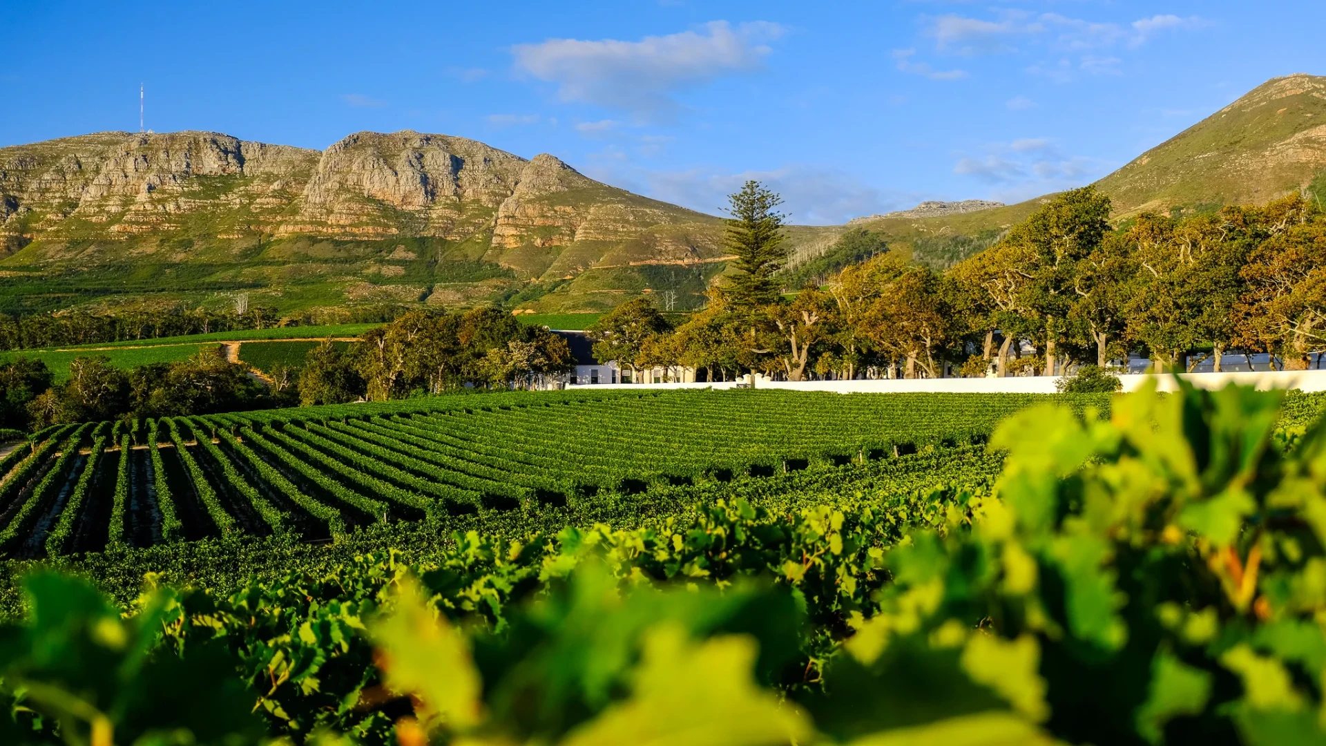 A Local's Guide To Constantia