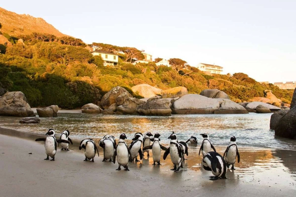 Penguin Colony Visit