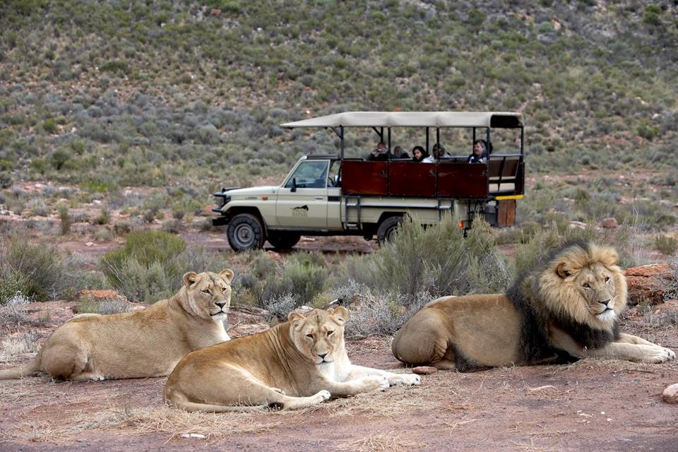 Safari