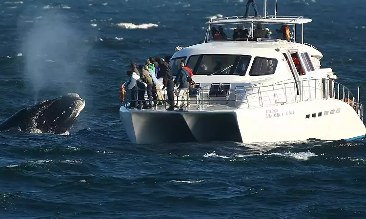 Whale Watching Charter